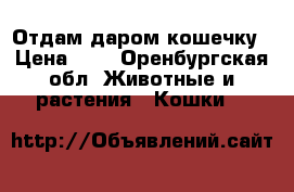 Отдам даром кошечку › Цена ­ 0 - Оренбургская обл. Животные и растения » Кошки   